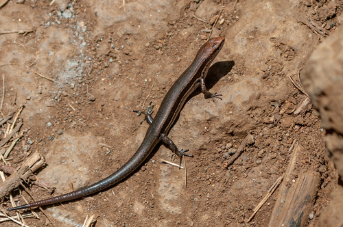 Dark-flecked Garden Sunskink