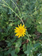 Crepis paludosa