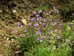 Campanula komarovii