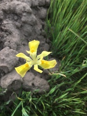 Moraea fugax
