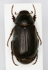 Aplidia transversa cretica