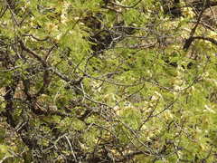 Senegalia caffra