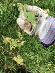 Rhinoncomimus latipes