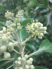 Hedera