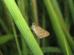 Vehilius stictomenes