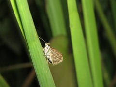 Vehilius stictomenes
