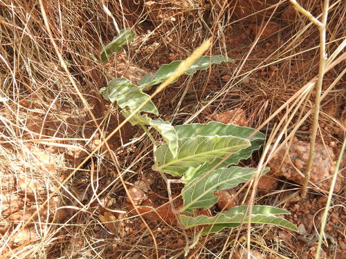 Image of Ipomoea ommanneyi by (c) Matthew Fainman, some rights reserved (CC BY)