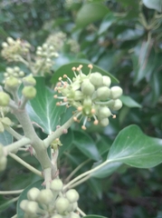 Hedera