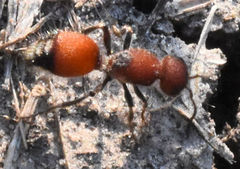 Dasymutilla creon