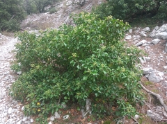 Hedera