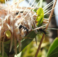 Polyrhachis schistacea