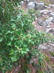 Hedera