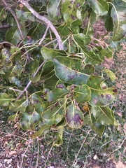 Capurodendron
