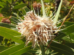 Polyrhachis schistacea