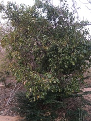 Capurodendron