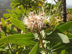 Protea gaguedi