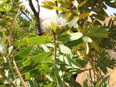 Protea gaguedi