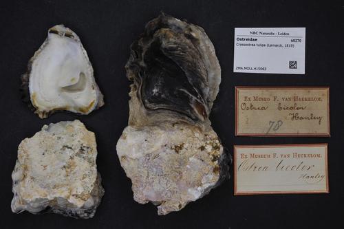 West African mangrove oyster