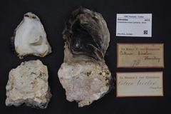 West African mangrove oyster