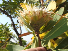 Protea gaguedi