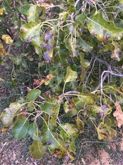 Capurodendron