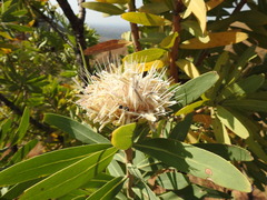 Protea gaguedi