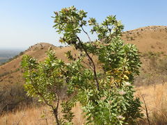 Protea gaguedi