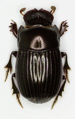 Microcopris