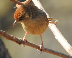 Cisticola fulvicapilla