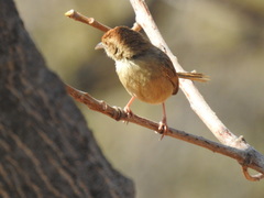 Cisticola fulvicapilla