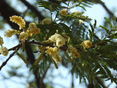 Senegalia caffra