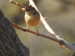 Cisticola fulvicapilla