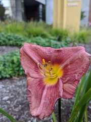 Hemerocallis