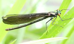 Calopteryx amata