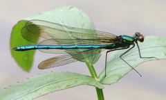Calopteryx amata
