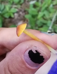 Hygrocybe
