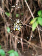 Micrathena zilchi