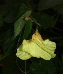 Azanza lampas