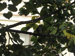 Passer domesticus