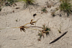 Cyperus houghtonii