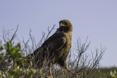 Buteo jamaicensis socorroensis