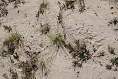 Cyperus houghtonii