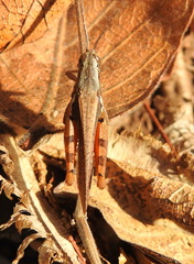 Acrididae
