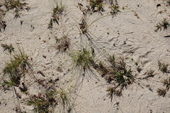 Cyperus houghtonii