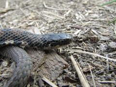 Clonophis kirtlandii