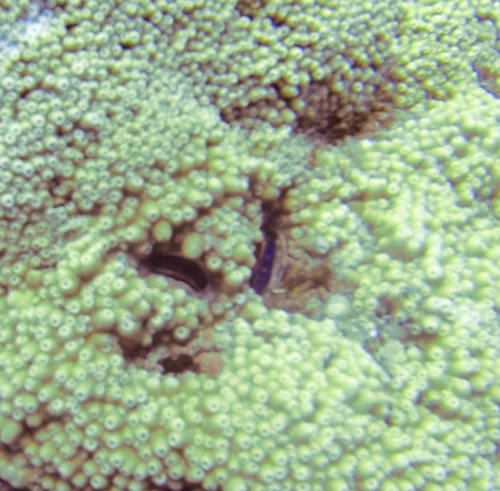 Pedum spondyloideum