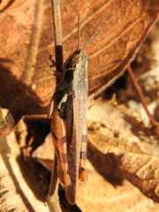 Acrididae