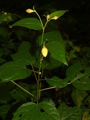 Azanza lampas