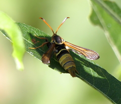 Paranthrene robiniae