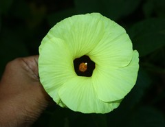 Azanza lampas
